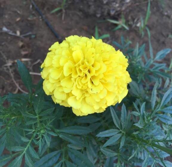 B&b Fiori Gialli Caucana