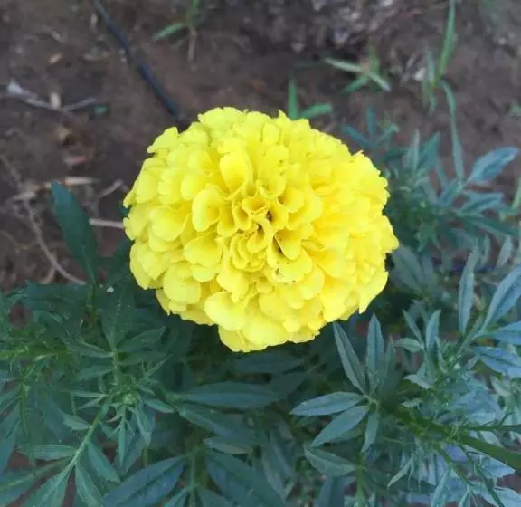 B&b Fiori Gialli Caucana