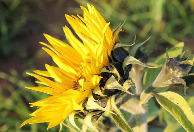 乡村酒店  Poggio Agli Ulivi Agriturismo