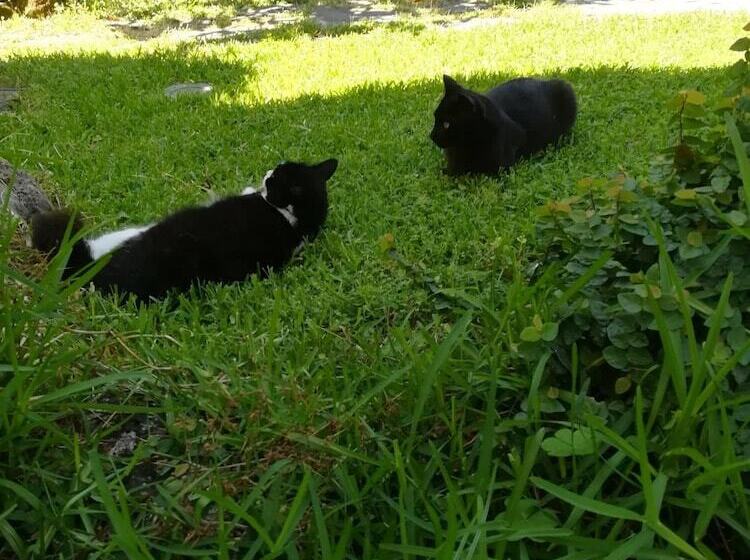 B&b Villa Cinque Pini