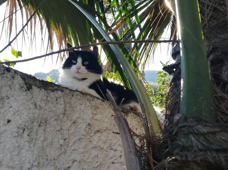 B&b Villa Cinque Pini