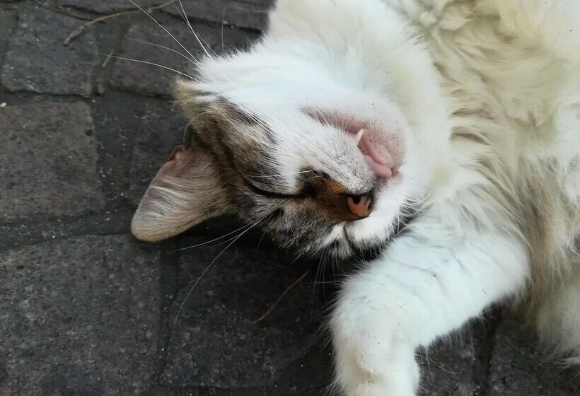 B&b Villa Cinque Pini