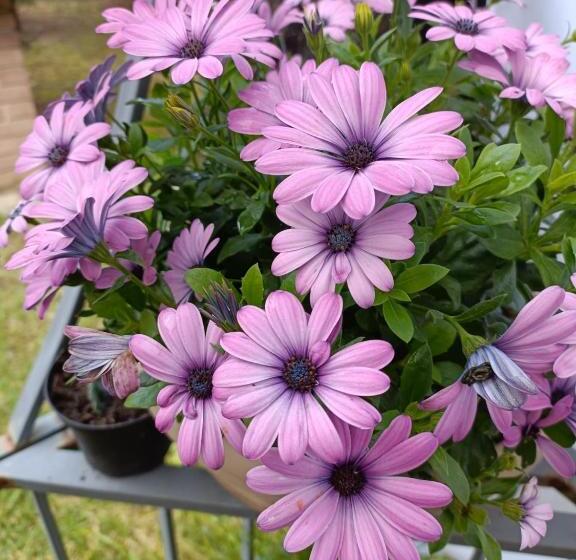 مبيت وإفطار Recanati Family