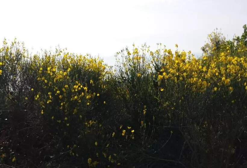 تختخواب و صبحانه Antemare