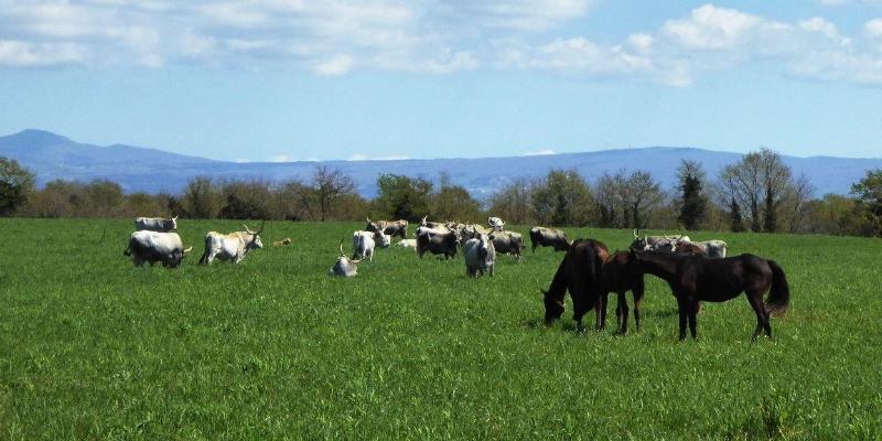 Bicoca - Nuova Fattoria