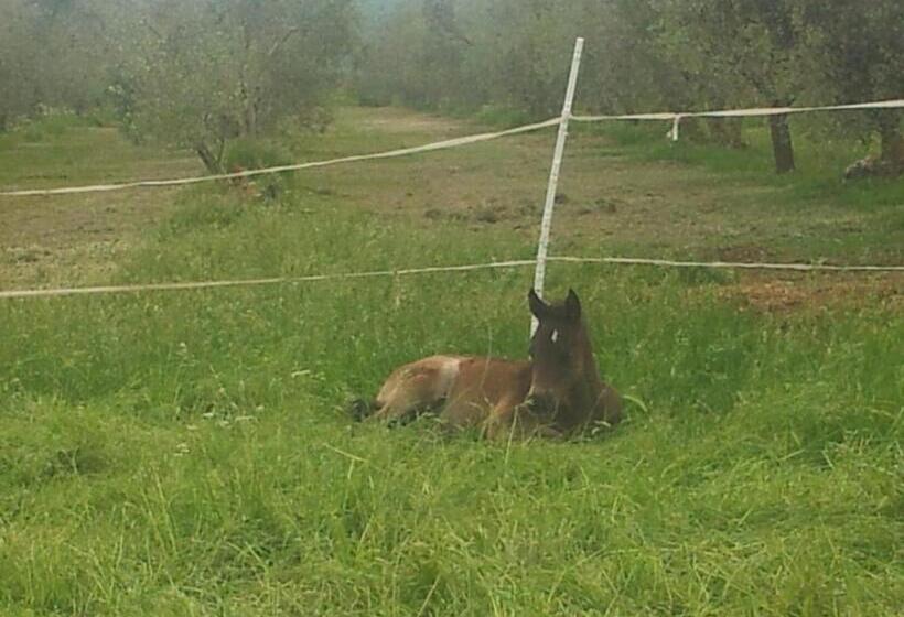 هتل روستایی Agriturismo Sant Anna Quarter Horse