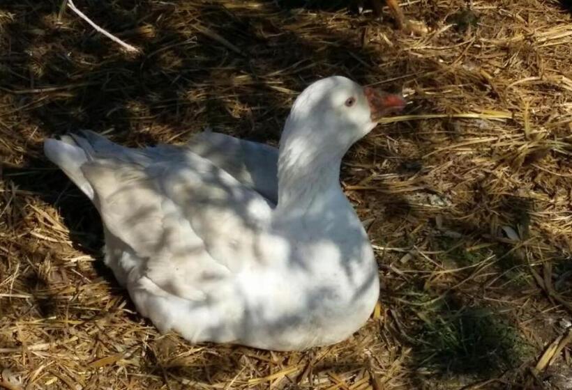 هتل روستایی Agriturismo Sant Anna Quarter Horse