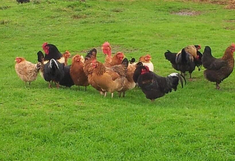هتل روستایی Agriturismo Sant Anna Quarter Horse