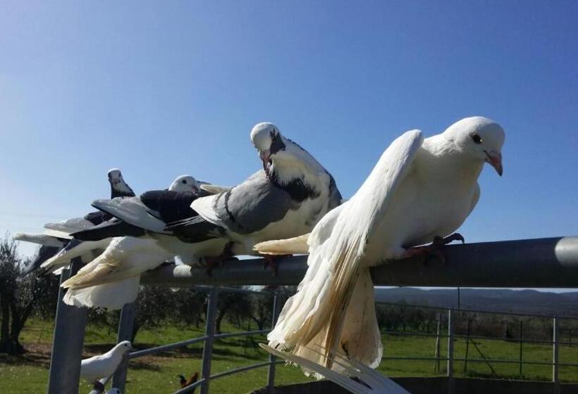 هتل روستایی Agriturismo Sant Anna Quarter Horse