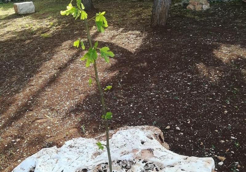Panzió Dimora Il Mandorlo