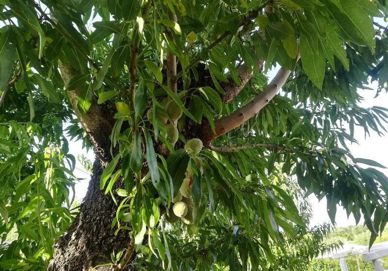 Panzió Dimora Il Mandorlo