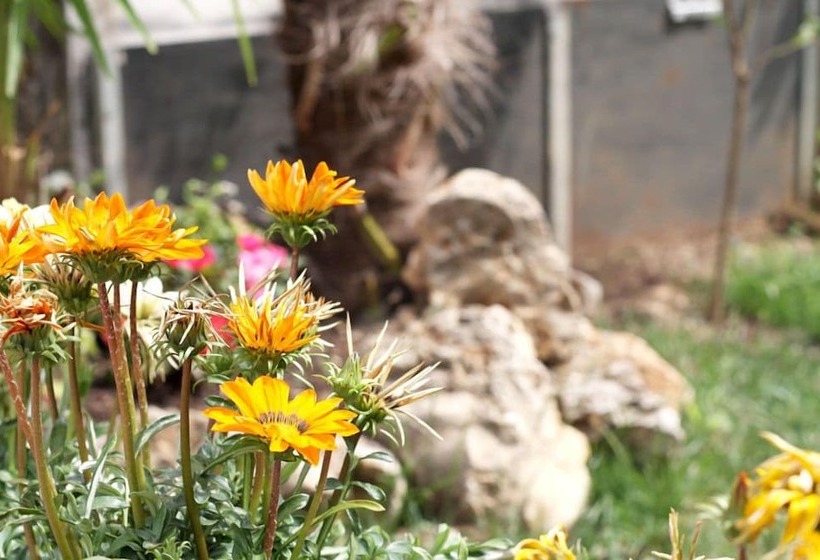 ベッドアンドブレックファースト Mi Casa Affittacamere