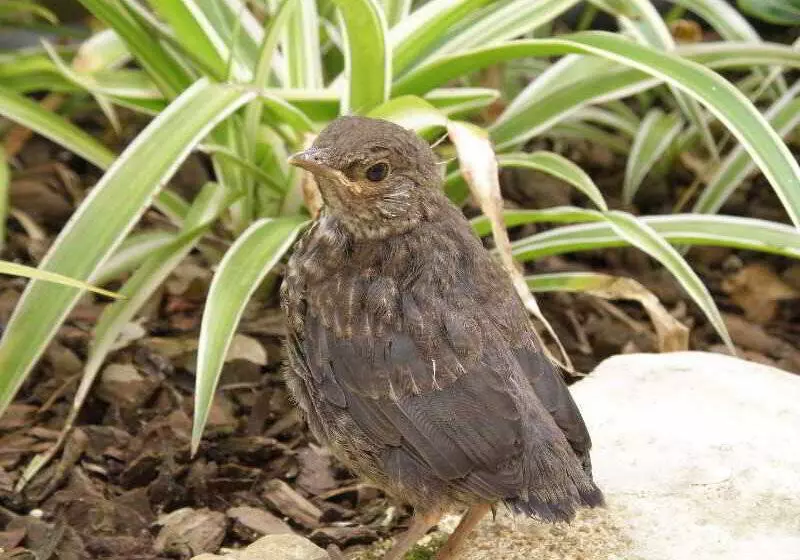 Villas D. Dinis  Charming Residence