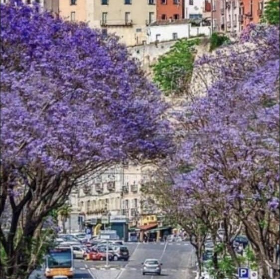 Bed and Breakfast Cagliarifornia