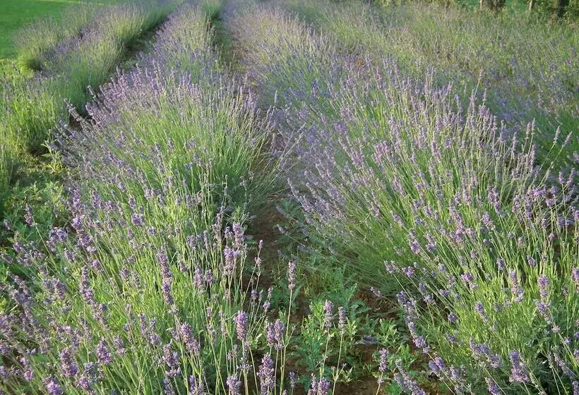 ベッドアンドブレックファースト La Casetta