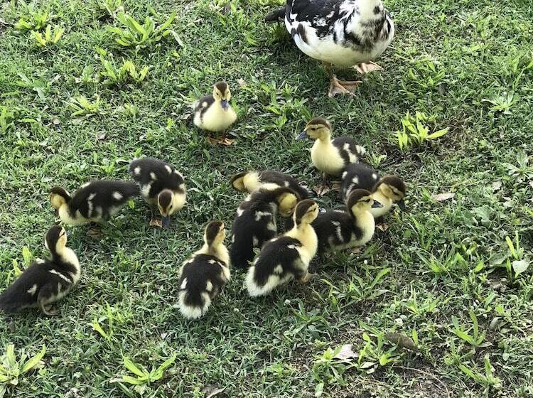 פנסיון Sirene Per Ulisse