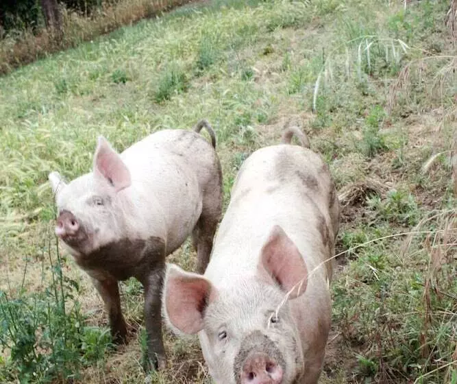 田舎風ホテル Agriturismo Serratone