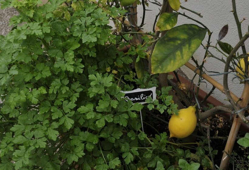 B&b V&v Suite & Breakfast