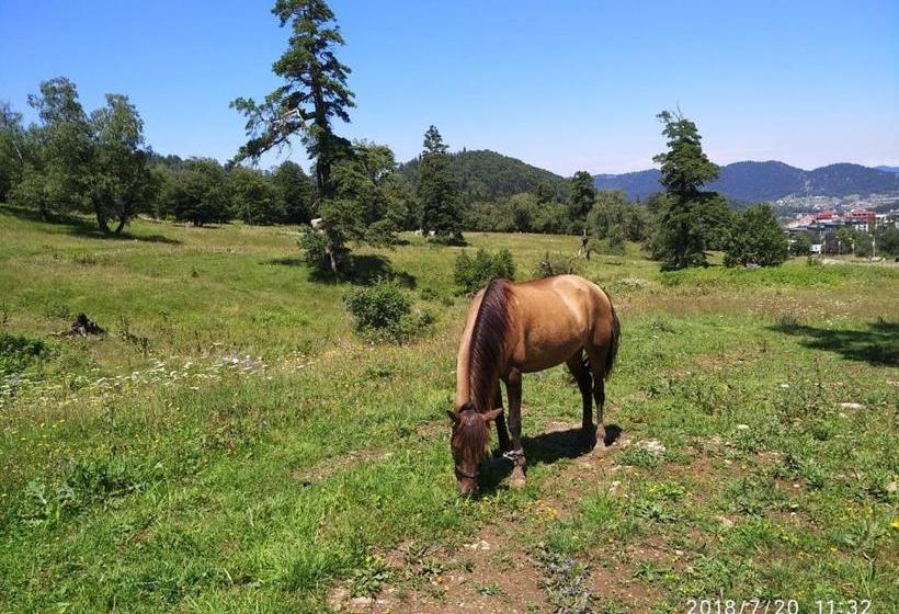 هتل David Apt On Bakuriani Orbi Palace