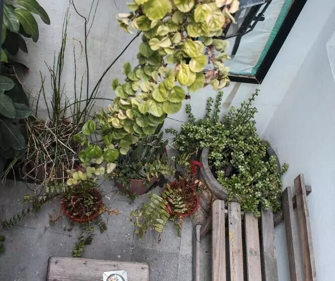 پانسیون Monkey Safari Hostel