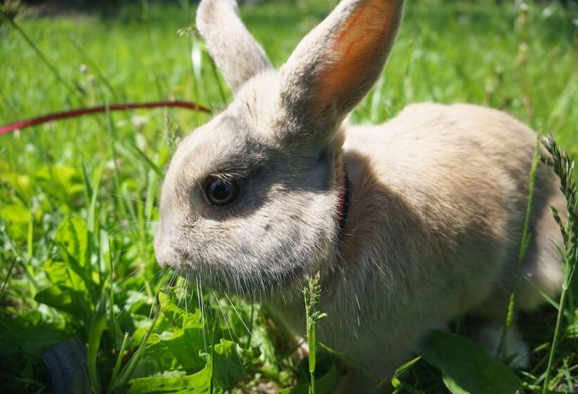 בית מלון כפרי Lesnaya Skazka Guest House