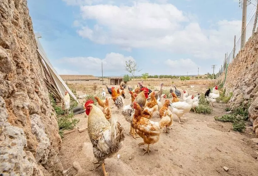 Classic Cottage In Campos Majorca With Swimming Pool