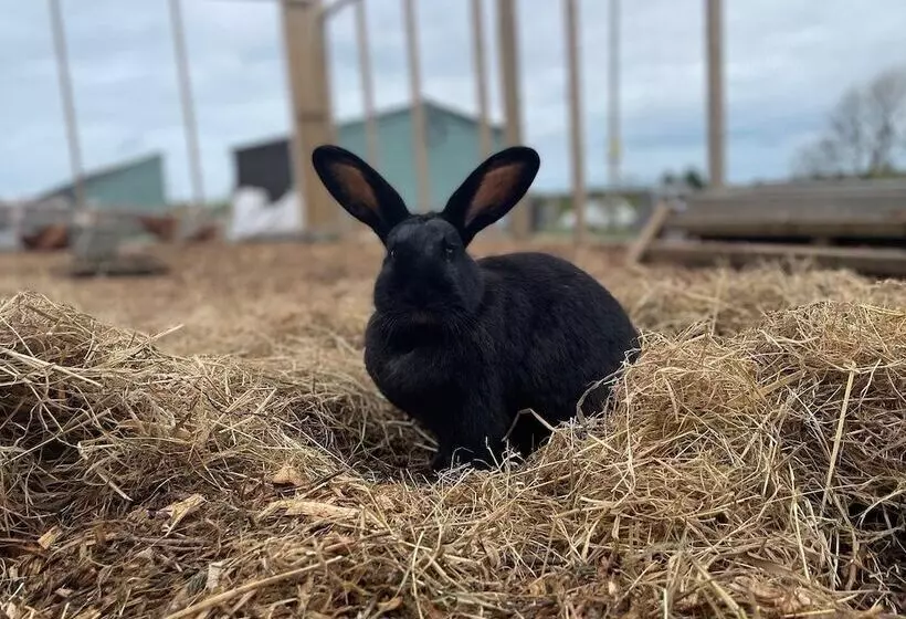 Trenewydd Farm Holiday Cottages