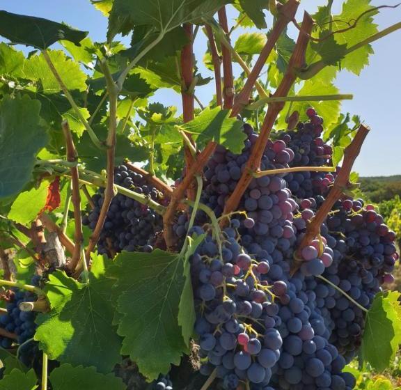 بنسيون Le Clos Soleilhan