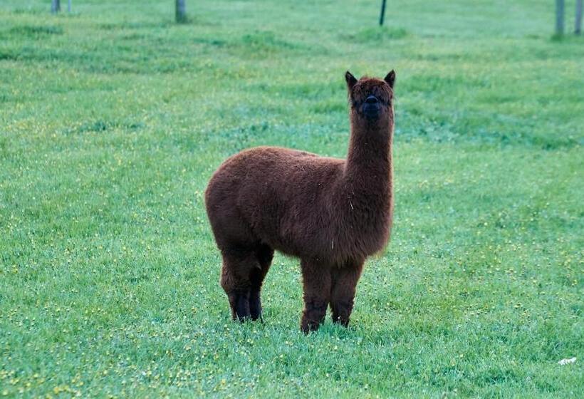 פנסיון Pine Country Caravan Park