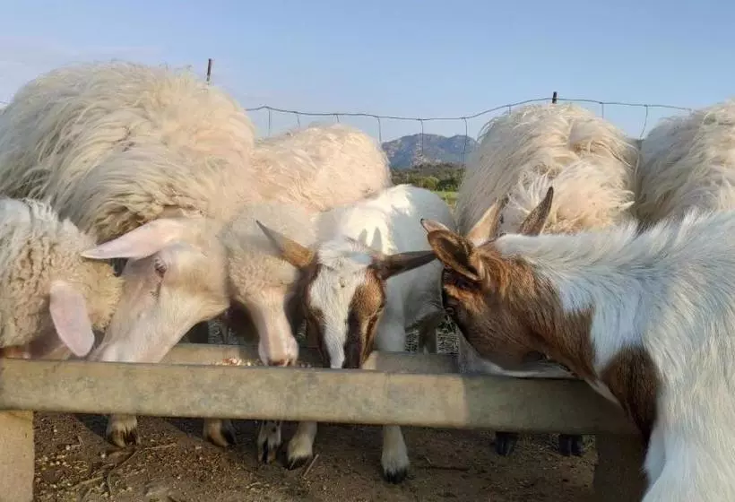 ペンション Terremesu A Castiadas Villasimius Costa Rei