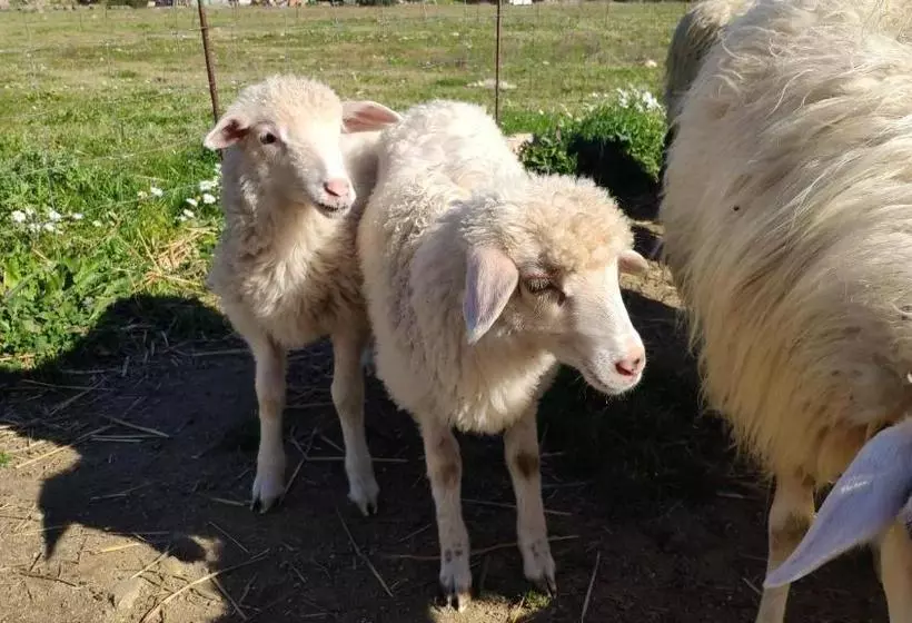 ペンション Terremesu A Castiadas Villasimius Costa Rei