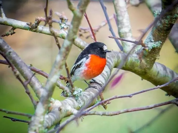 ベッドアンドブレックファースト Dingup House