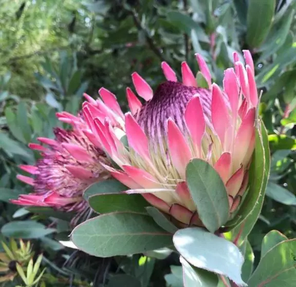 Thistle Do Bed And Breakfast