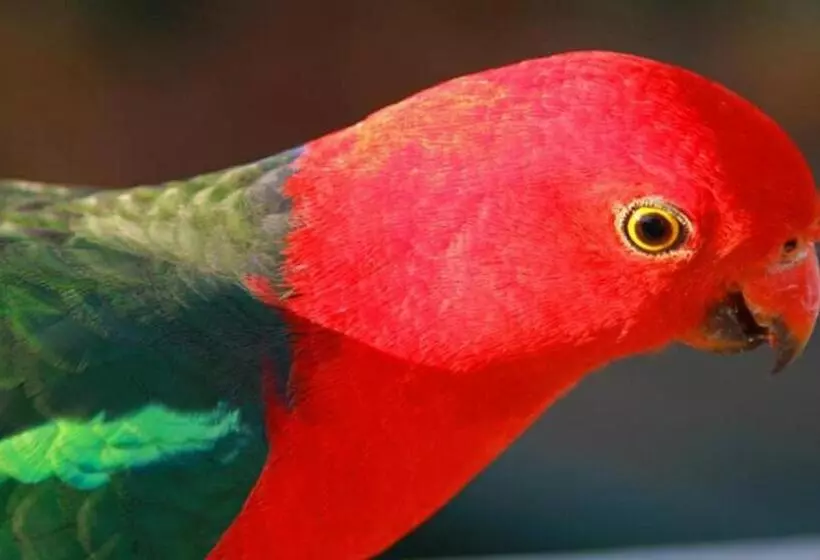 モーテル Marysville Holiday Park