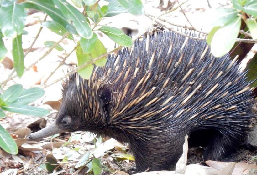 Пансион Butterfly Studio