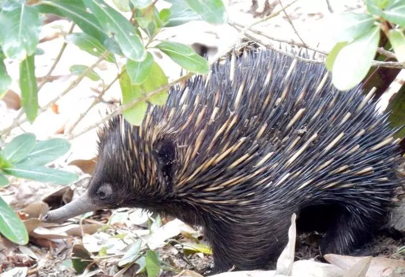 Pensió Butterfly Studio