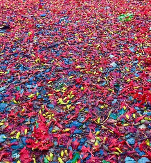 Пансион Butterfly Studio