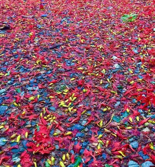 Pensió Butterfly Studio