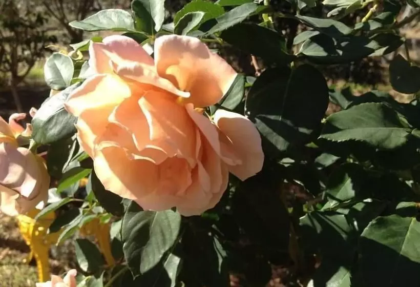 ベッドアンドブレックファースト The Grandhouse York