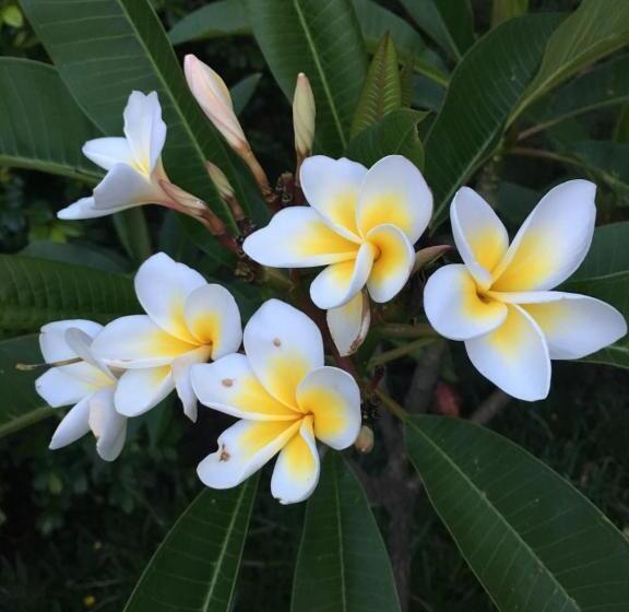 Jacaranda Country Motel