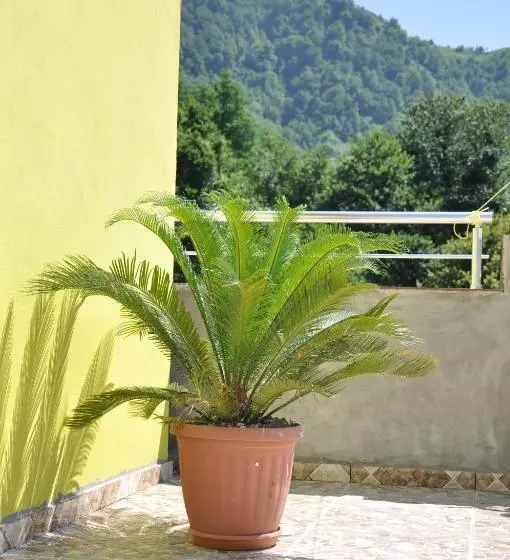 پانسیون Akhmed Guest House