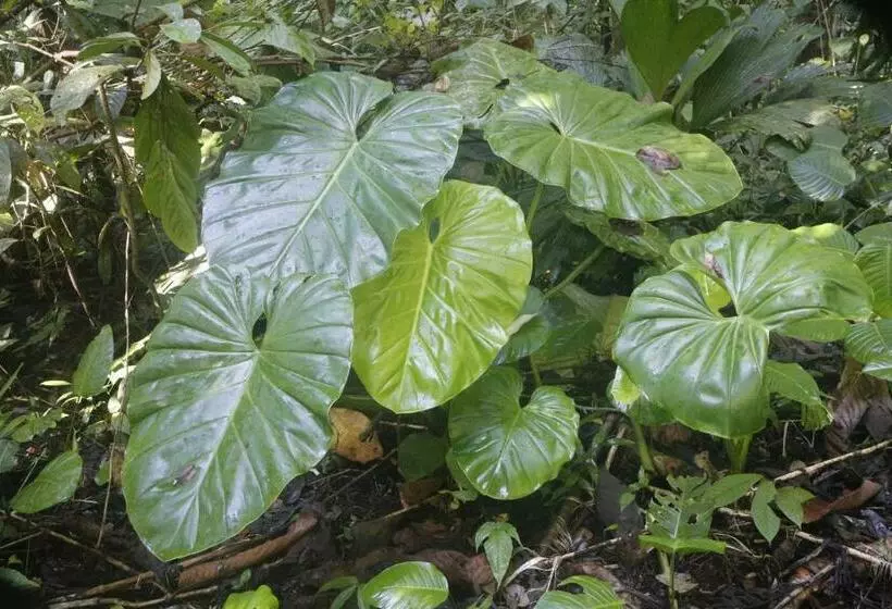 ホテル Finca Sueno De Osa