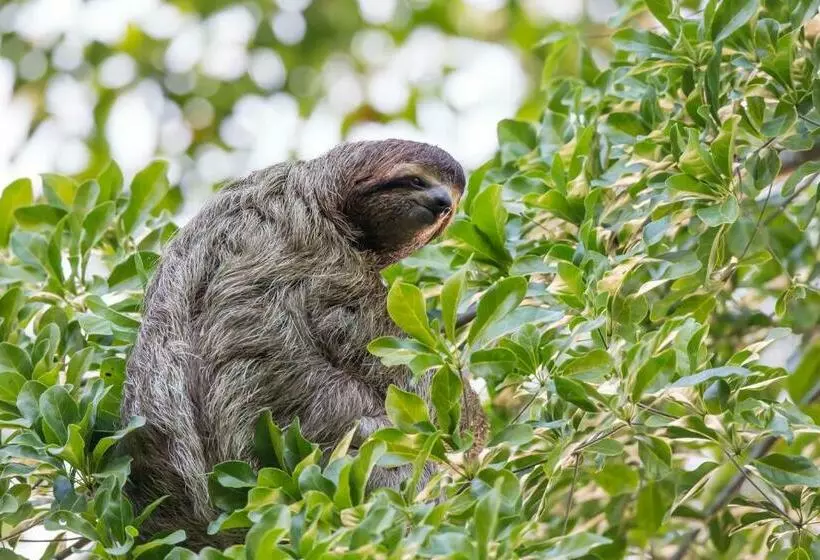 ホテル Finca Sueno De Osa
