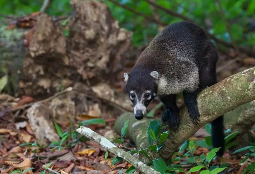 ホテル Finca Sueno De Osa