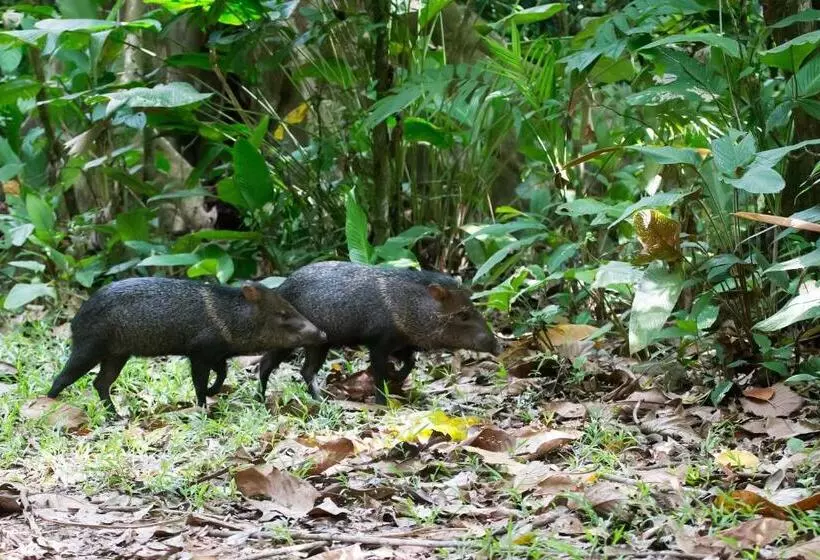 ホテル Finca Sueno De Osa