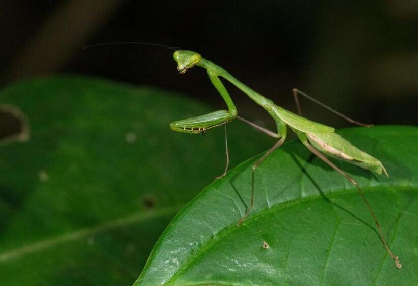هتل Finca Sueno De Osa