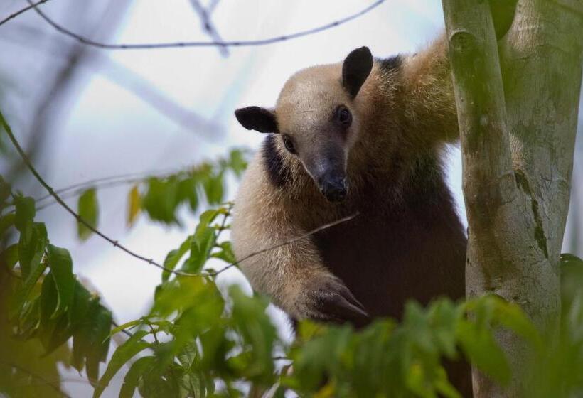 هتل Finca Sueno De Osa