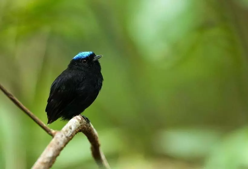 ホテル Finca Sueno De Osa