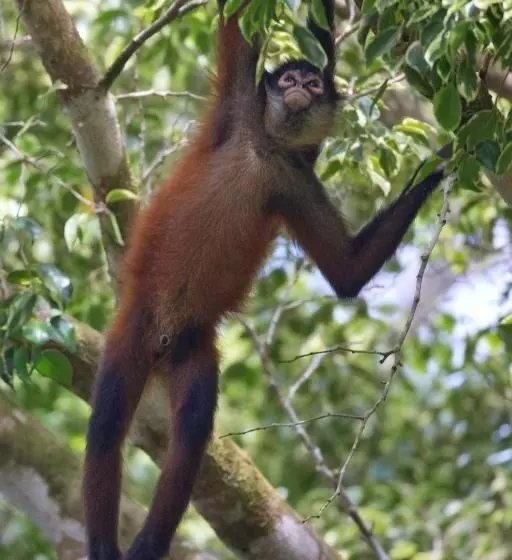 ホテル Finca Sueno De Osa