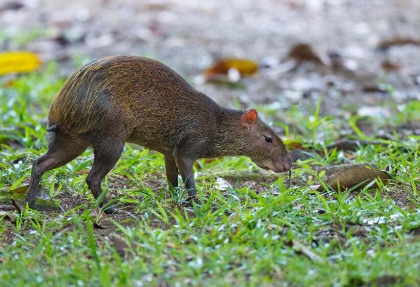 هتل Finca Sueno De Osa